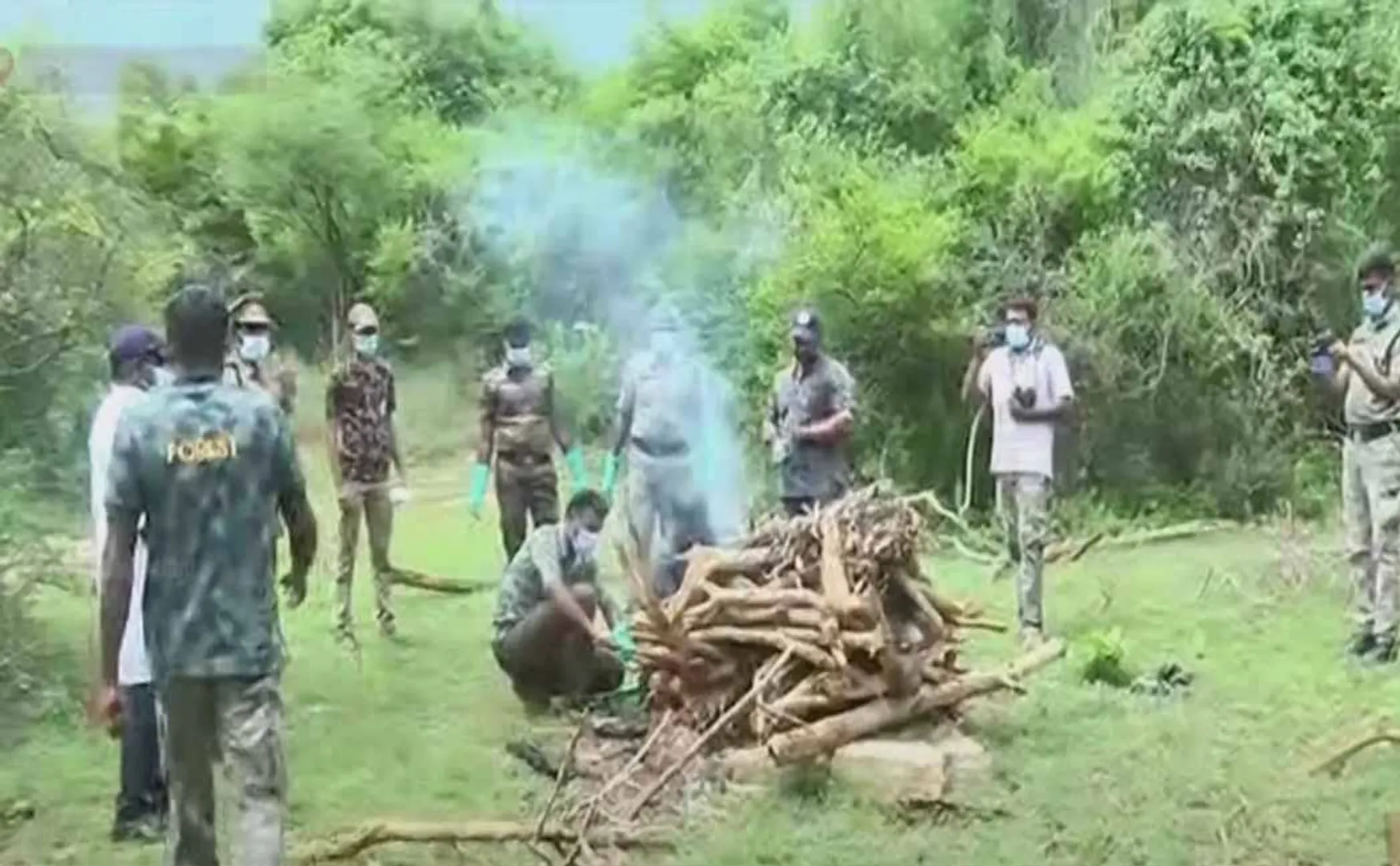 bear body  Kalakadu forest in forest department 