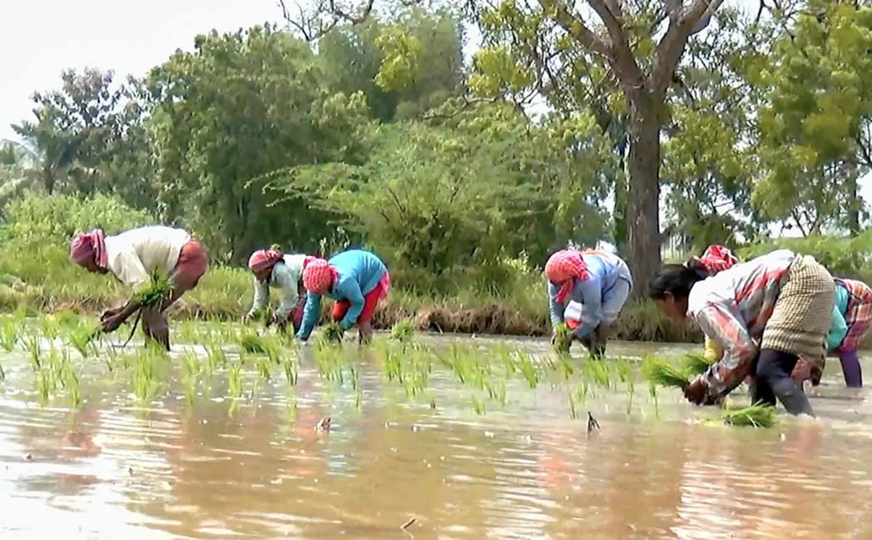Mannargudi are north state people engaged agricultural work