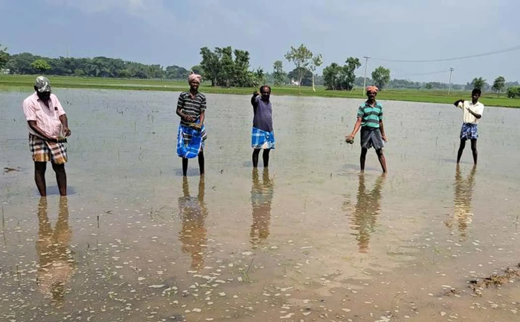 200 acres of direct sowing paddy crops have been damaged by rain