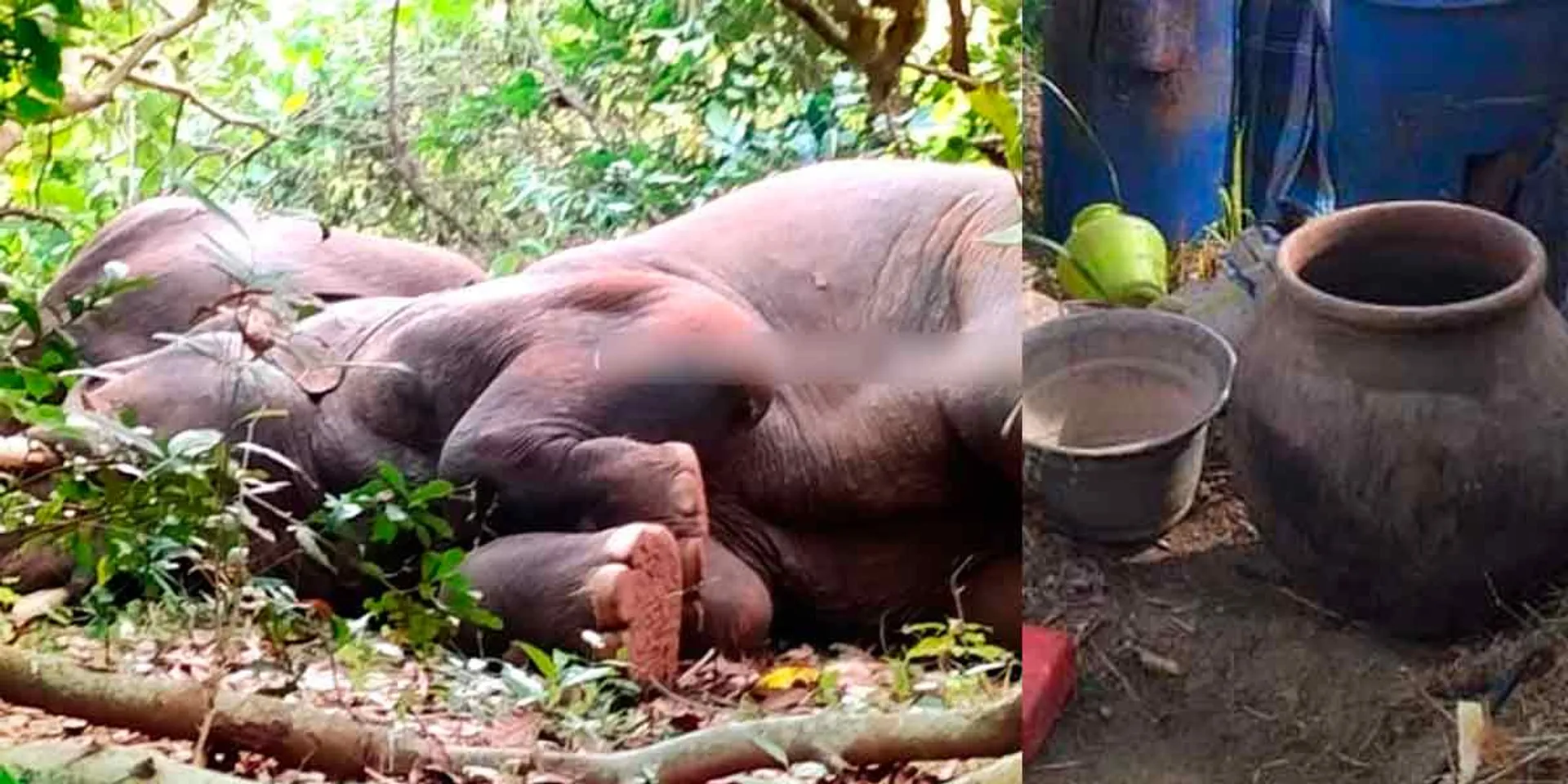 24 elephants lying intoxicated after drinking alcoholic liquor