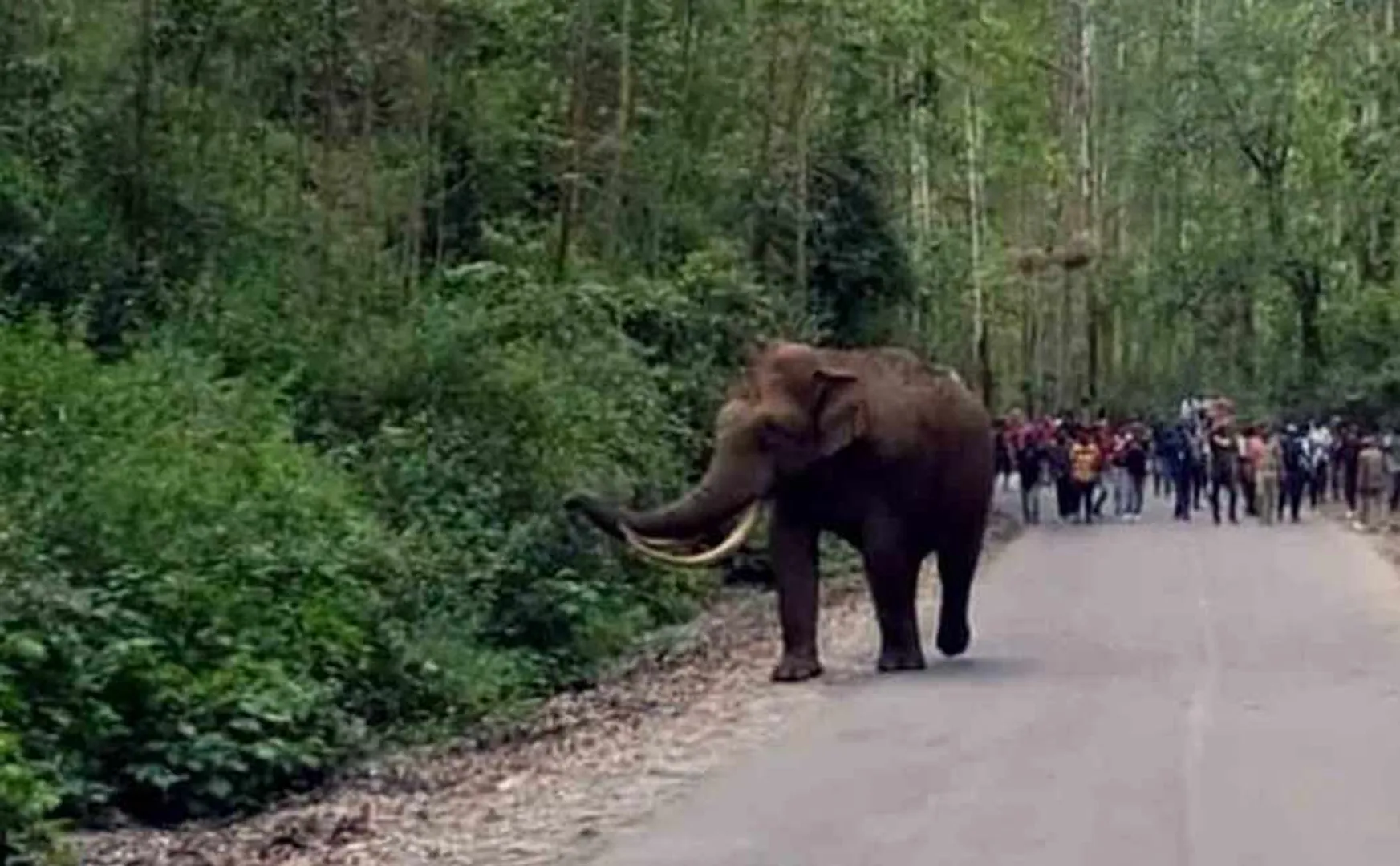 Wild Elephant Padayappa in Munnar