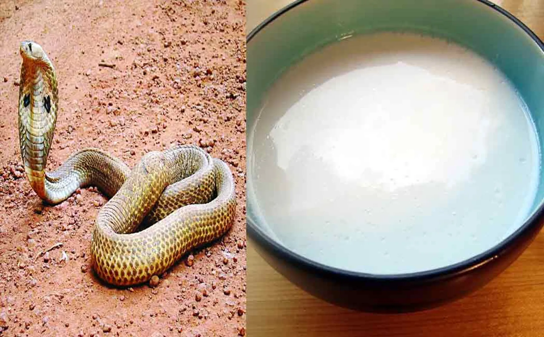 A snake that entered the house; A woman praying with milk