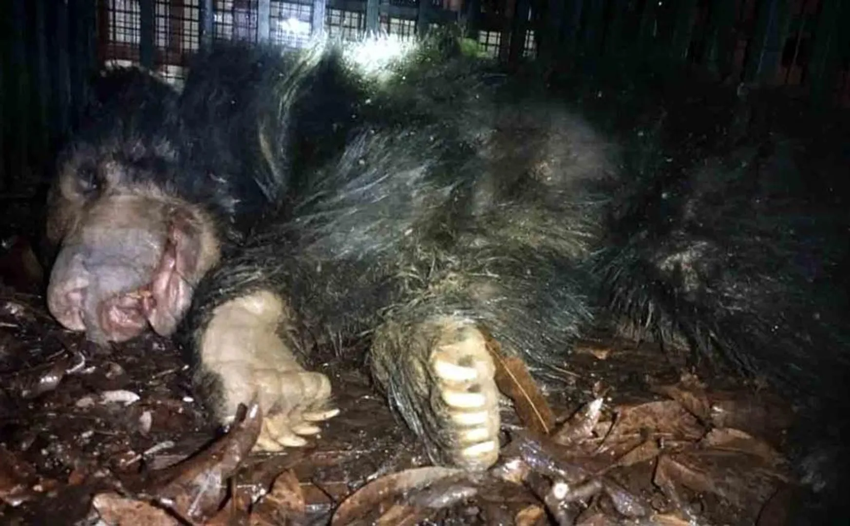  latest report bear has rabies