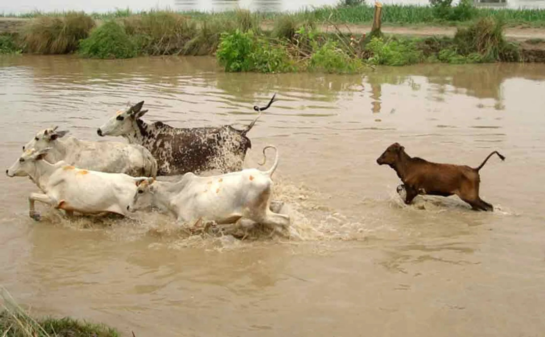 Heavy rains all over Tamil Nadu; Herds of livestocks