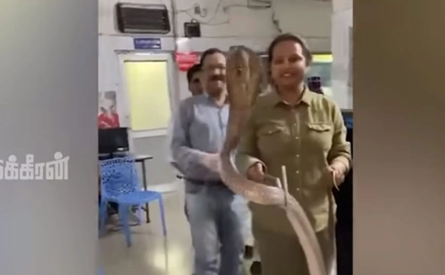 woman caught indian cobra