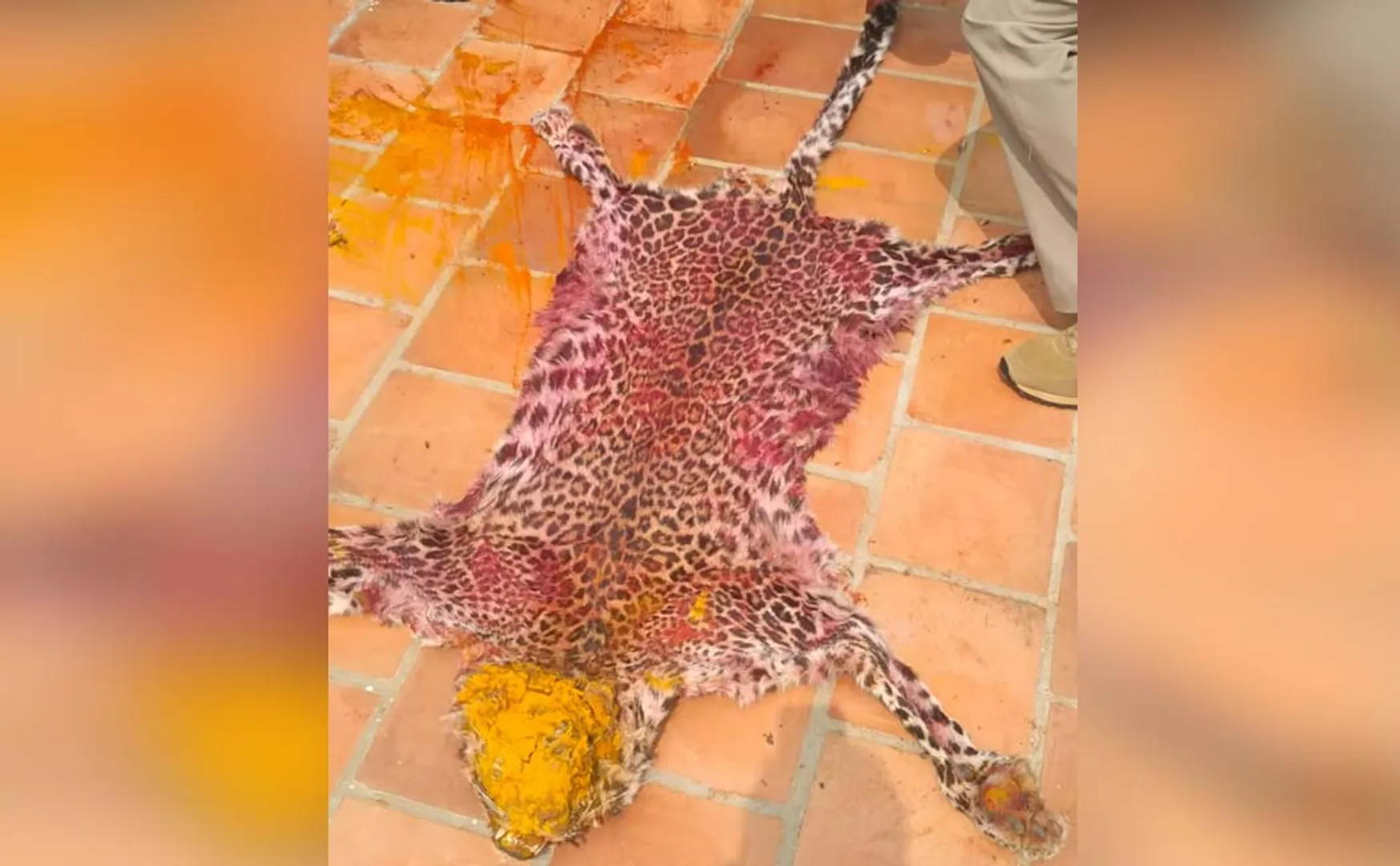 Leopard hunting and skin drying on terrace theni