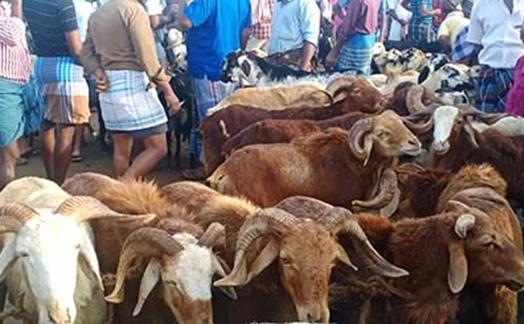 Allegation illegal tax collection goat market in Trichy
