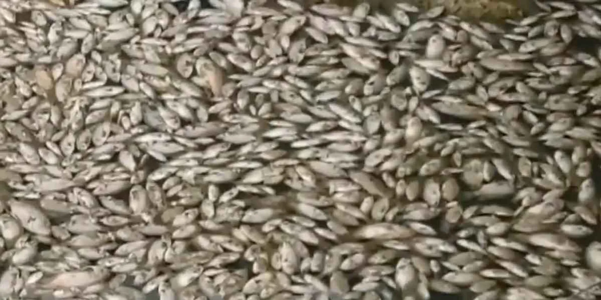 Thousands of floating fish; People in fear