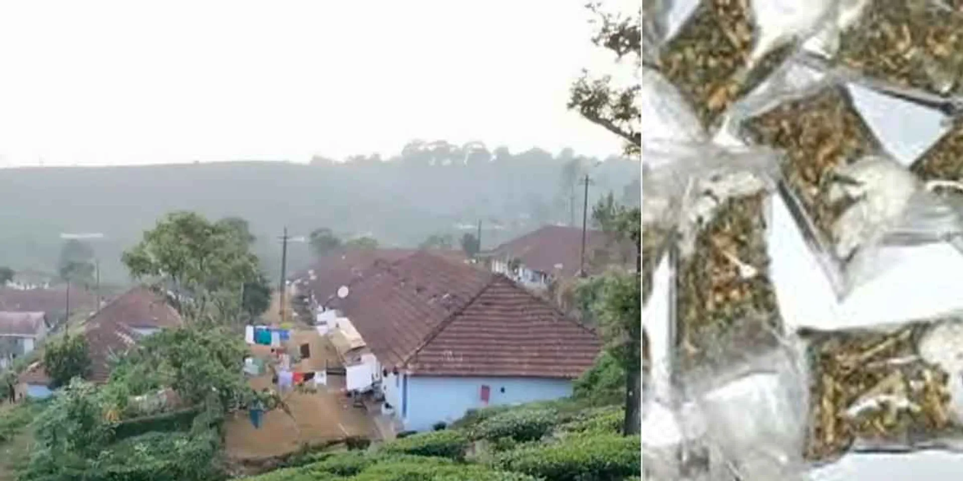  An old man was arrested for stashing ganja at home