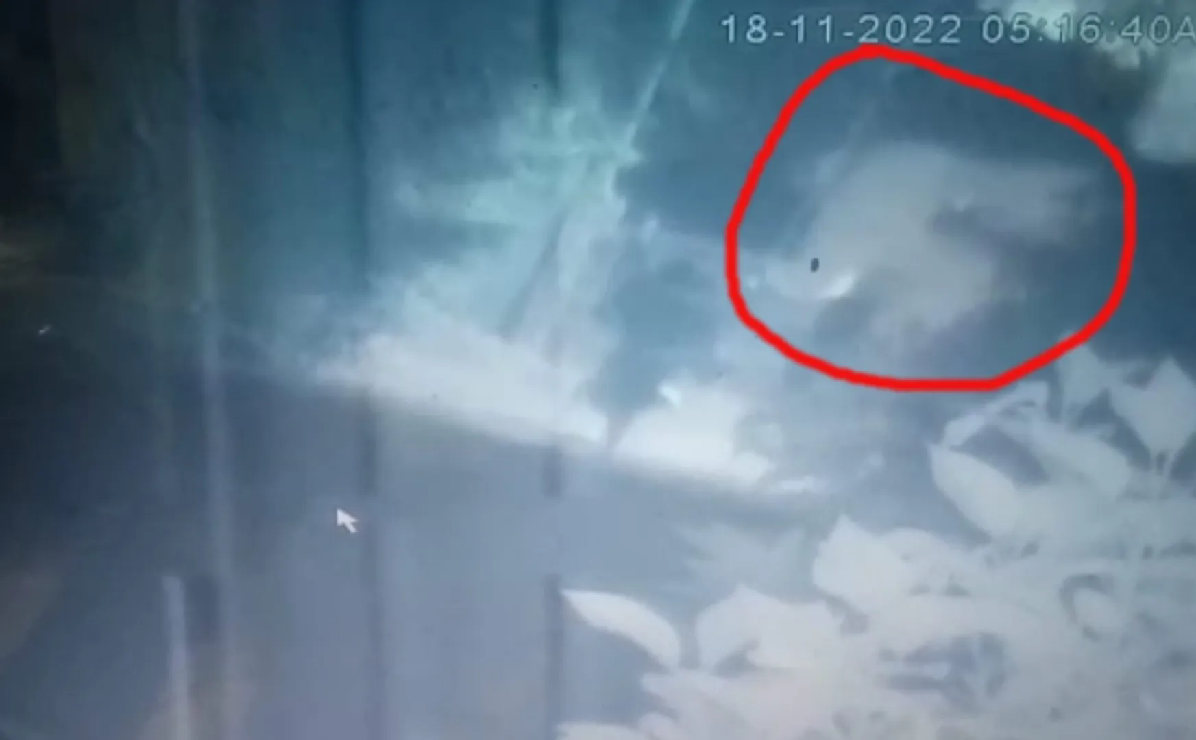  wild elephant entering town CCTV footage viral