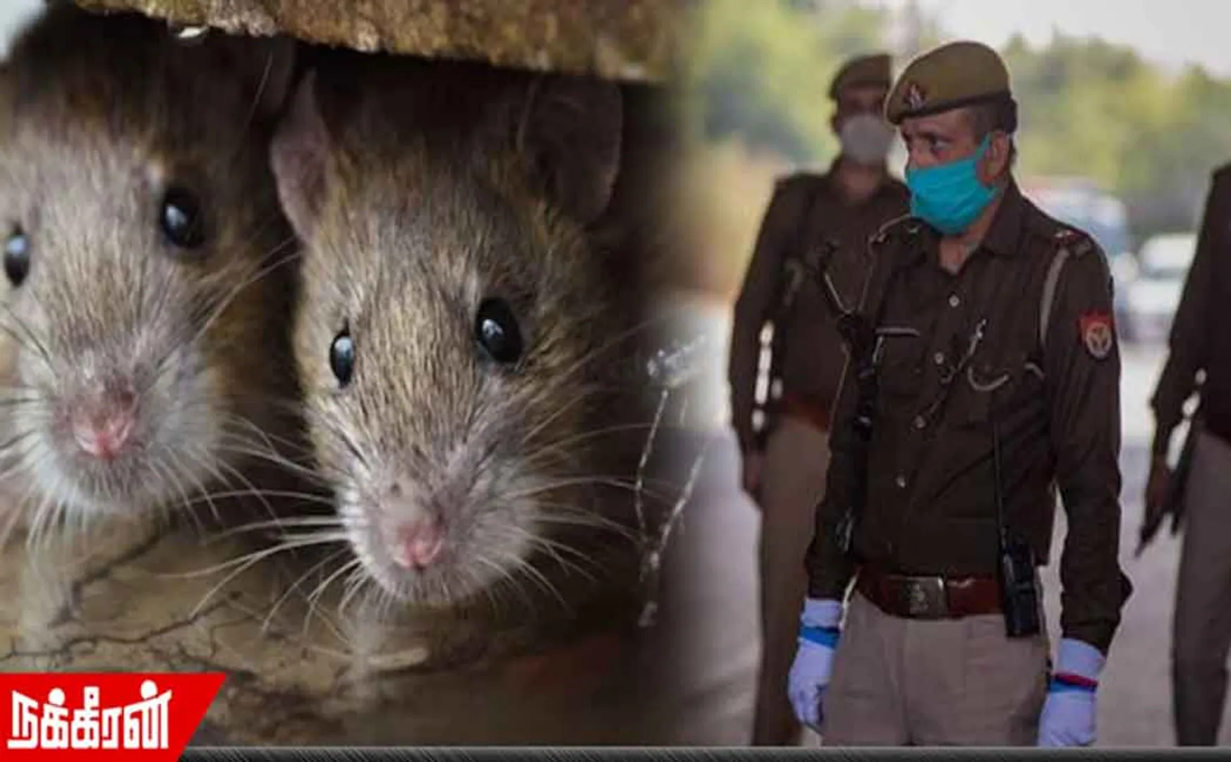 Police claim rats ate 581 kg of ganja; The court was shocked
