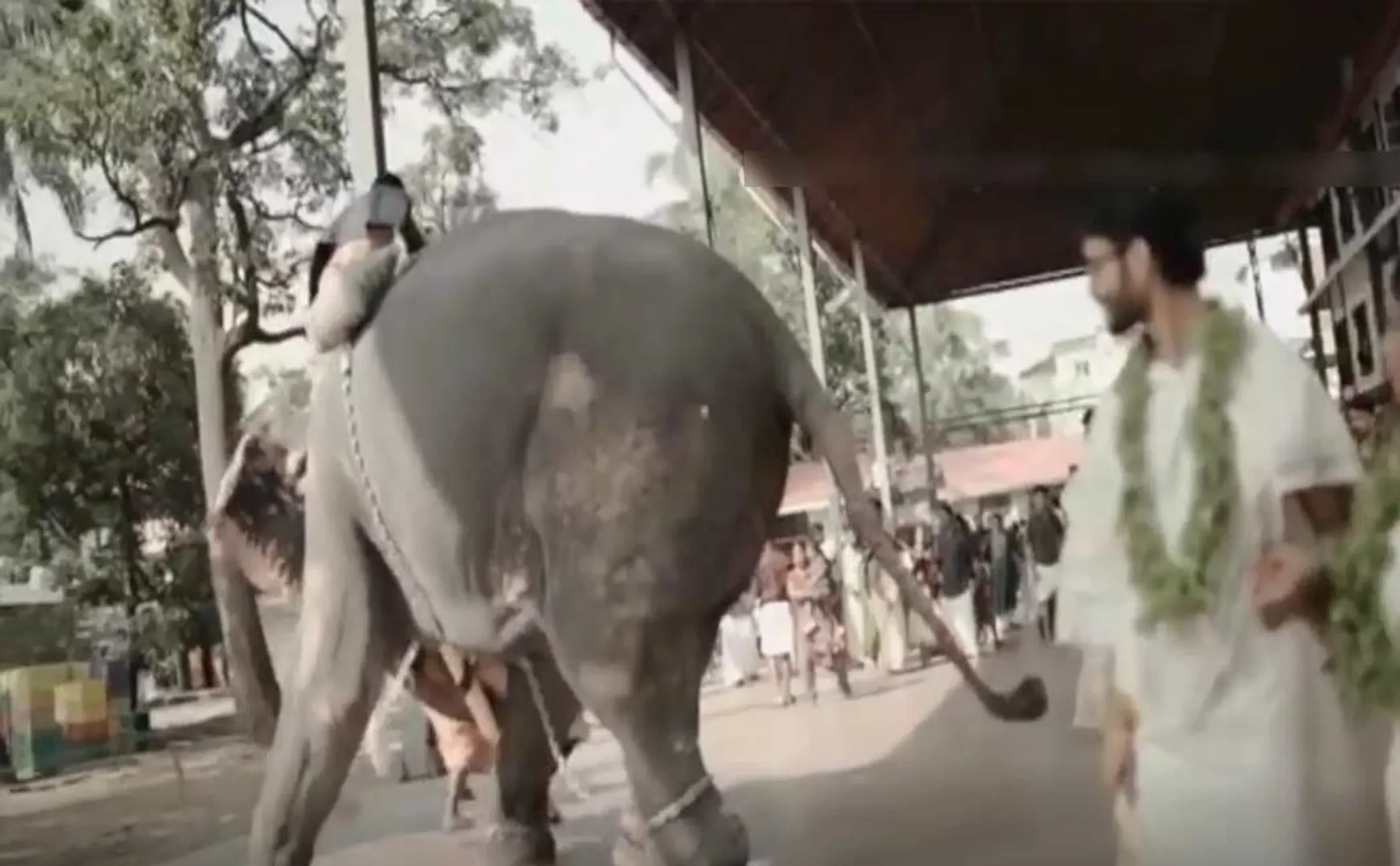 An angry elephant in a wedding photoshoot; Everyone runs, including couples