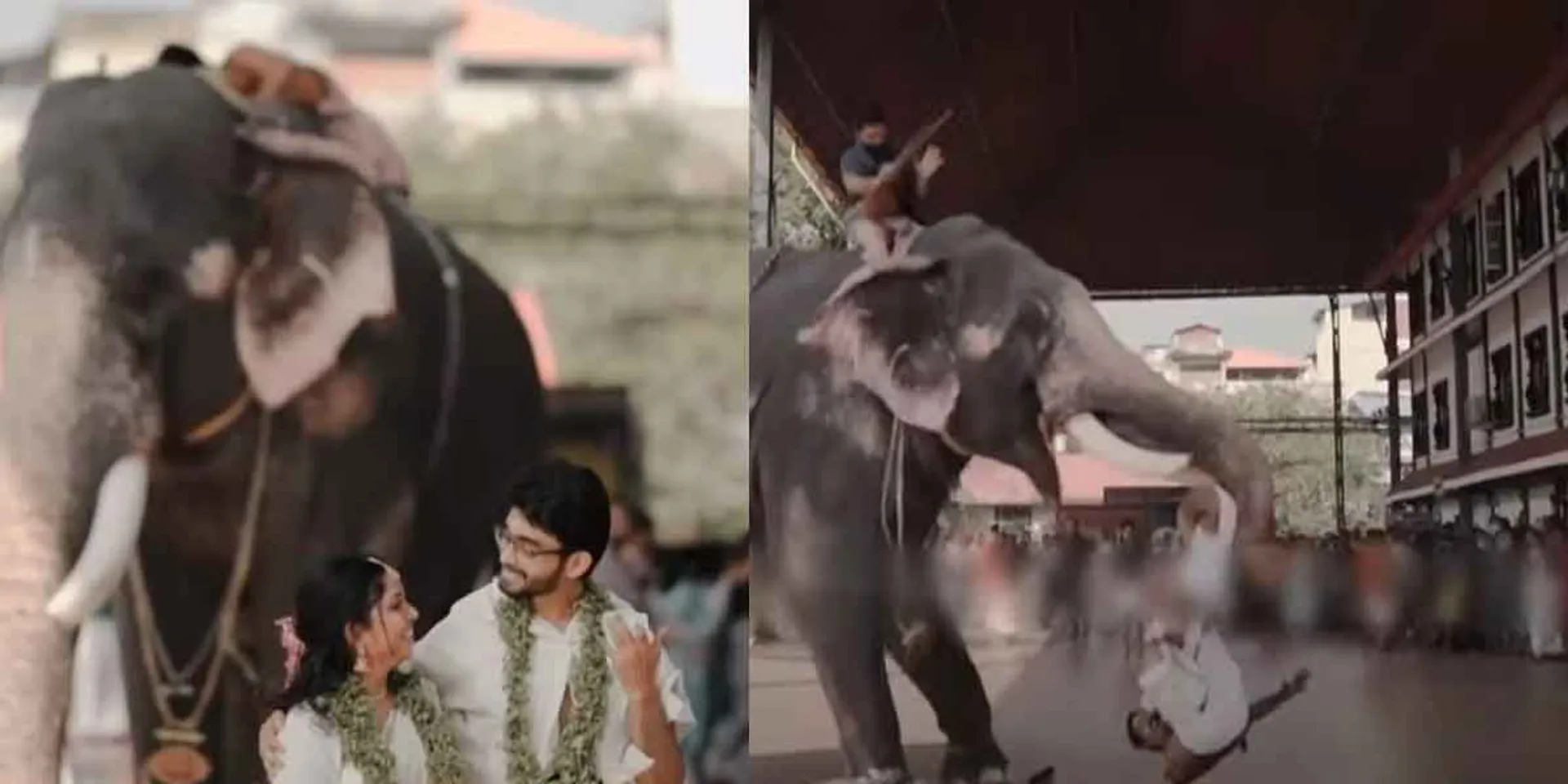 A temple elephant that has spoiled the wedding photo shoot