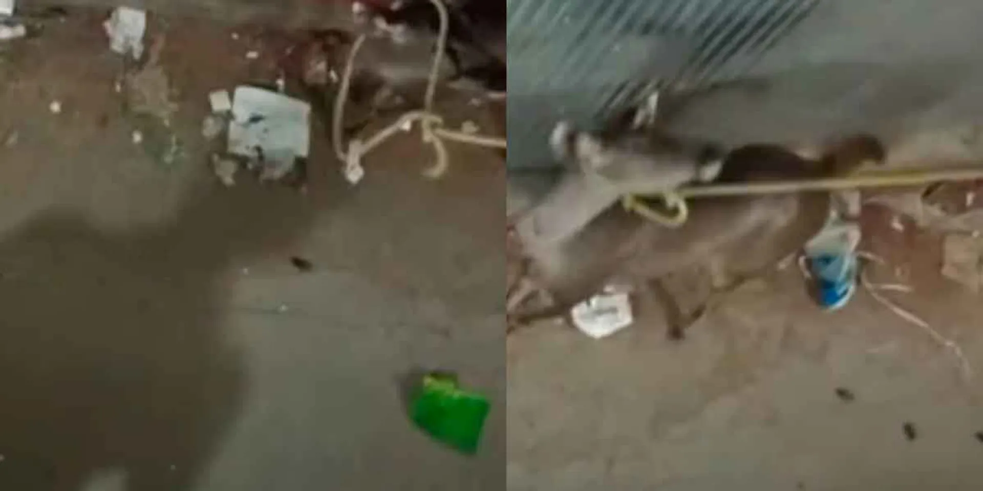 'Mila Deer' lost their live due to carelessness of forest department