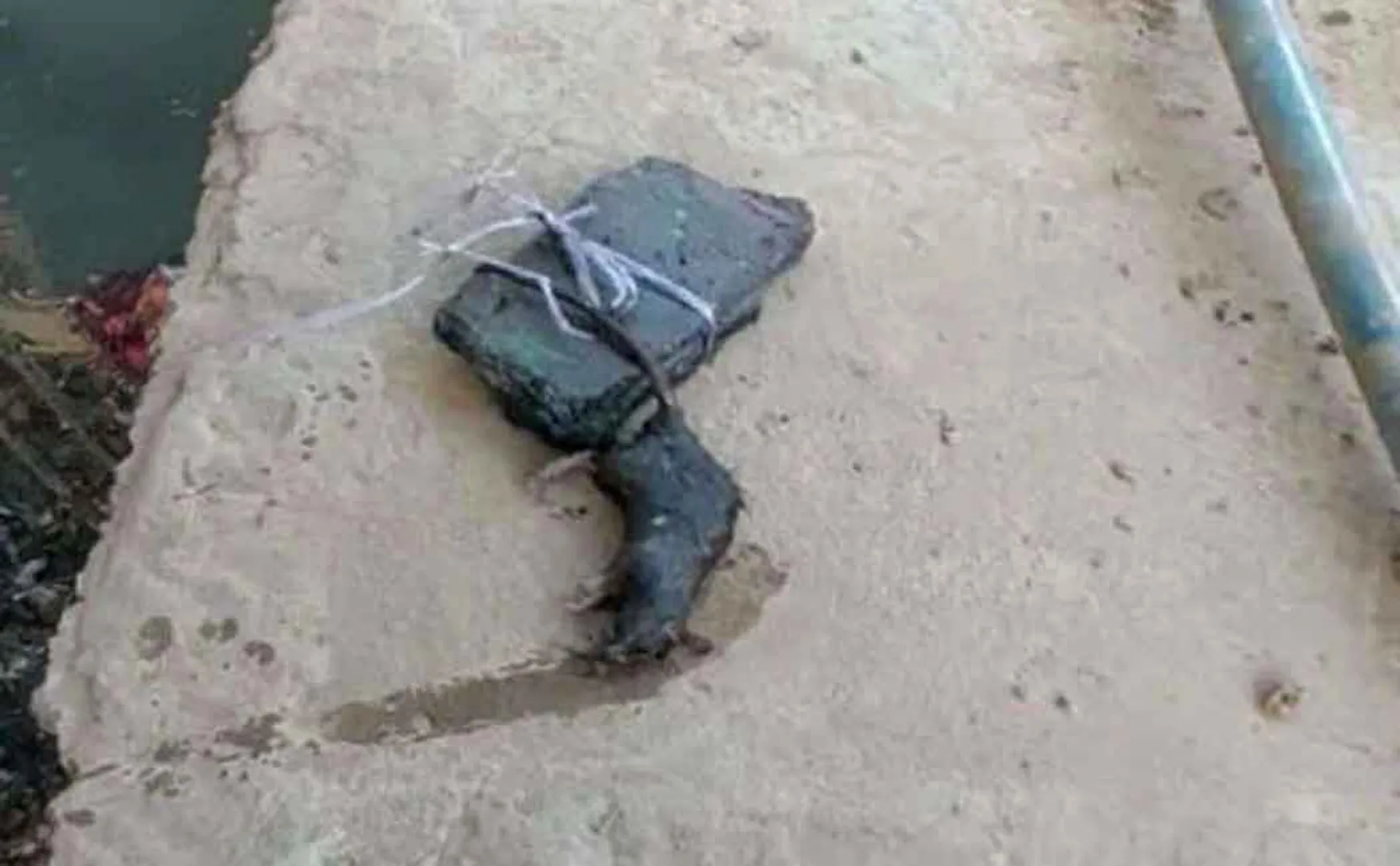 Case registered against man who brutally rat; Post-mortem examination of the rat