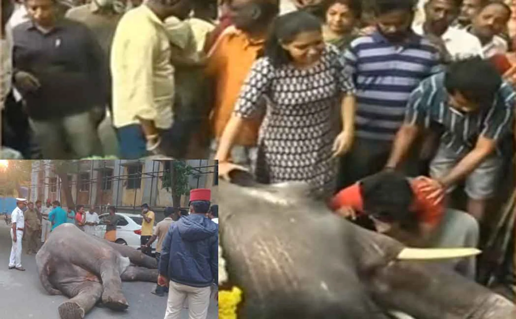 Lakshmi, the female elephant with 'tusks' passed away in the Manakulam Vinayagar temple