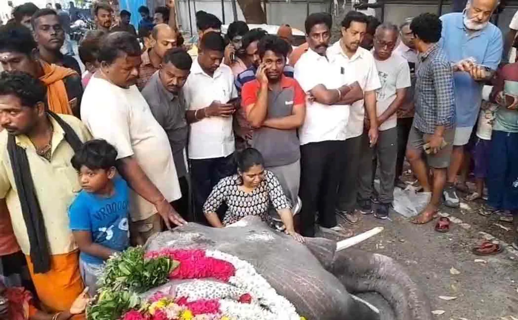 pondicherry Manakkul Vinayagar temple elephant passed away  