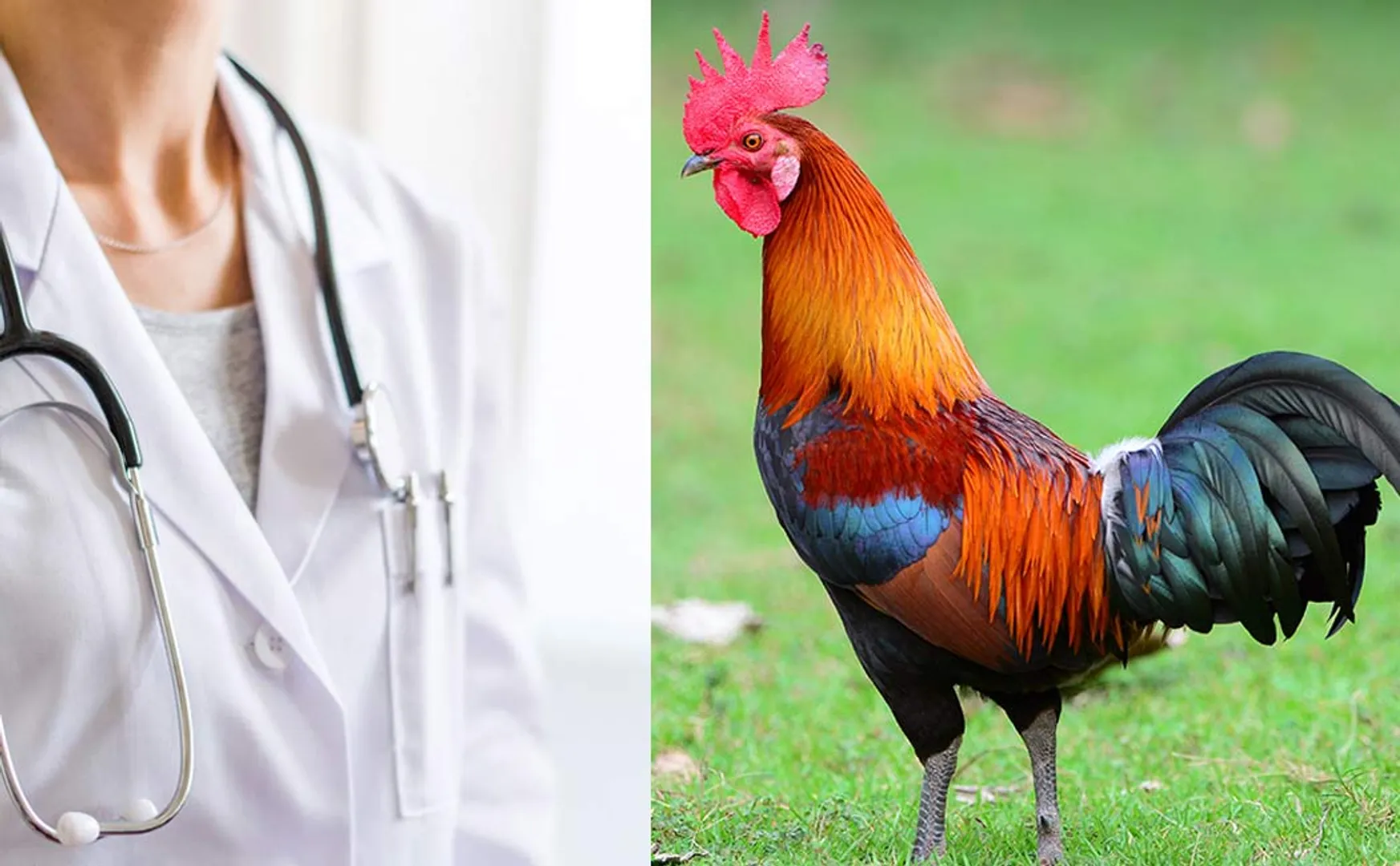 madhya pradesh doctor complaint against cock make sound