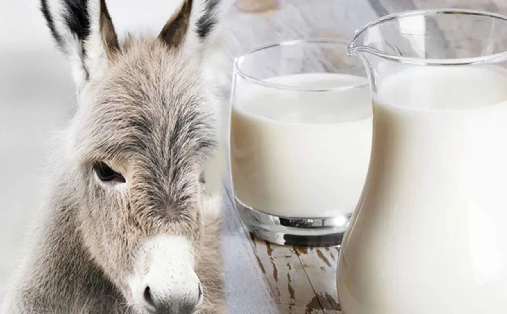 Neck milk is the most sold in Salem district