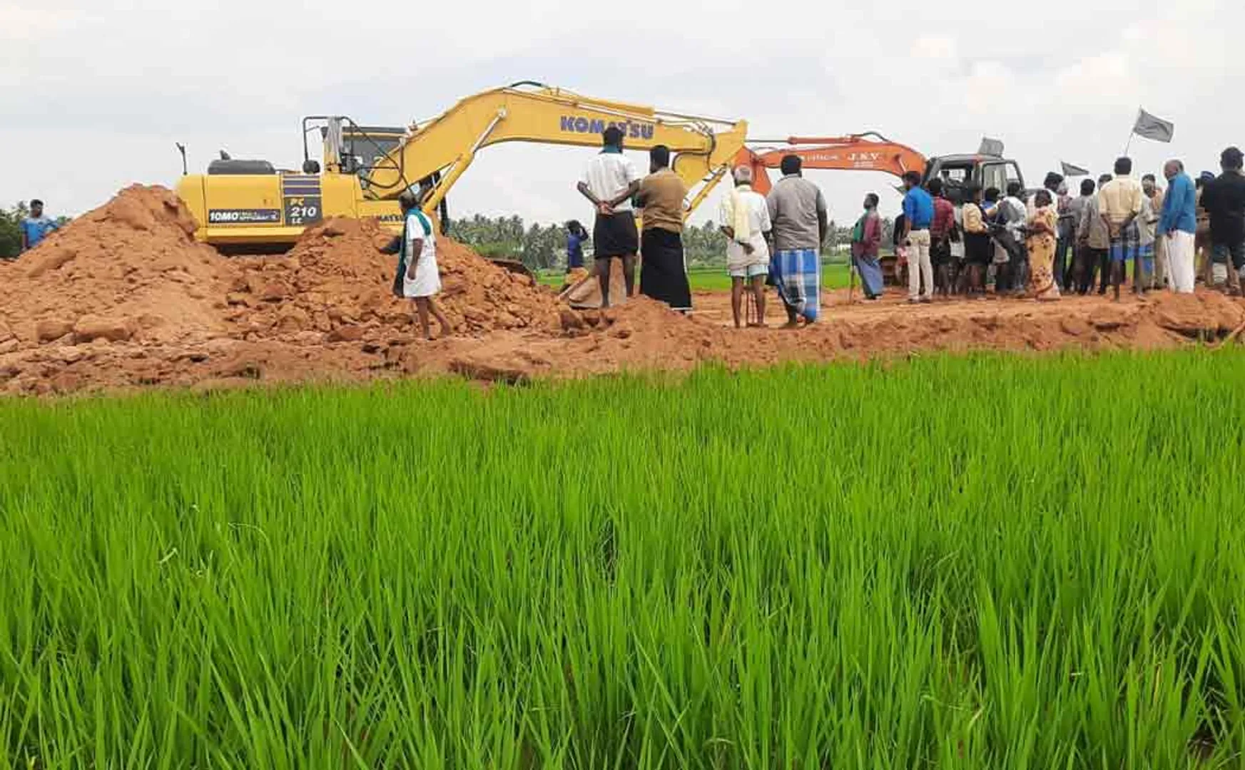 Bypass by destroying the rice crop! Farmers in boiling!