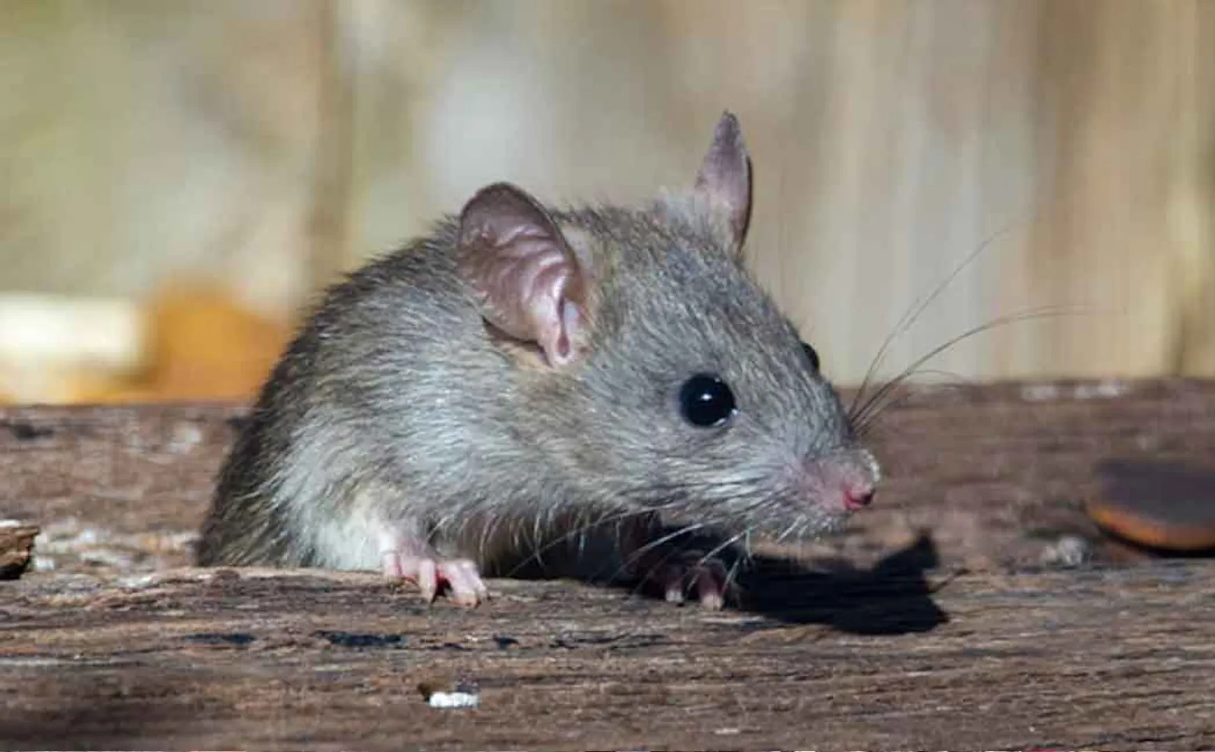 Catch the rats and give them; Get Salary 11 lakh 50 thousand per month