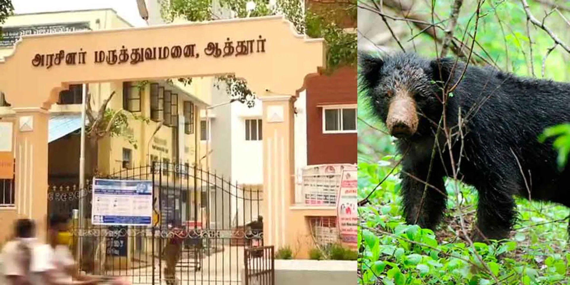 Two injured in bear attack - Aathur stirs