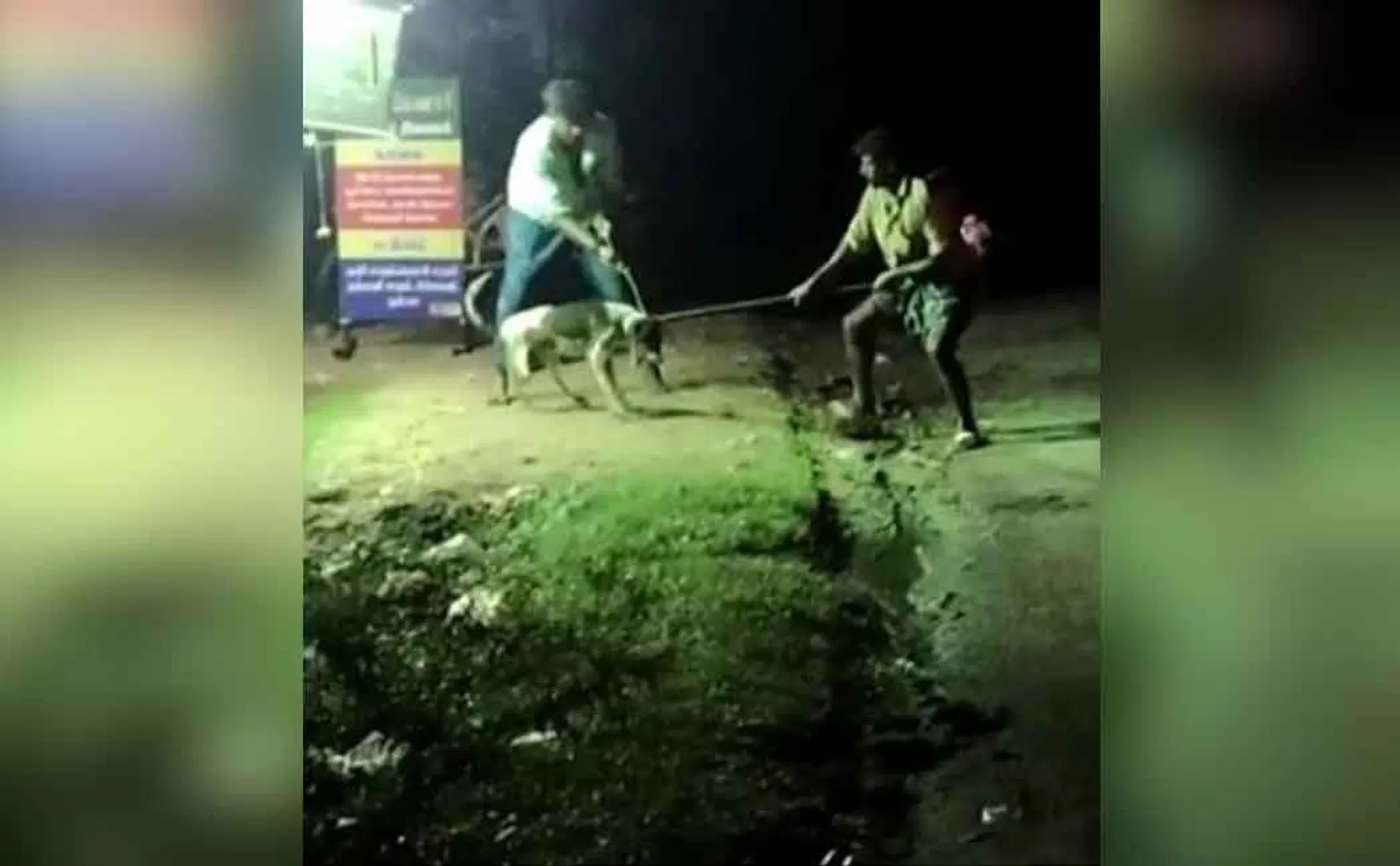 Panchayat council president who beat 30 dogs ; Atrocities committed with husband