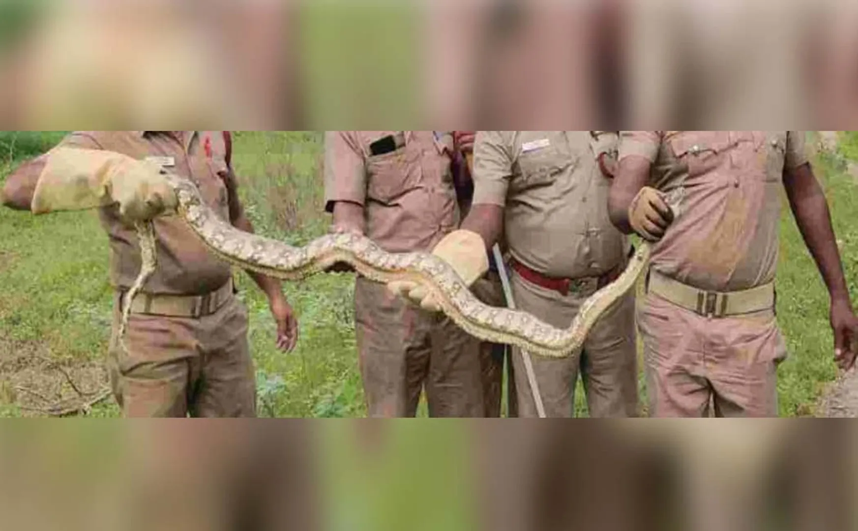 snake catch in fishing net youngster shock