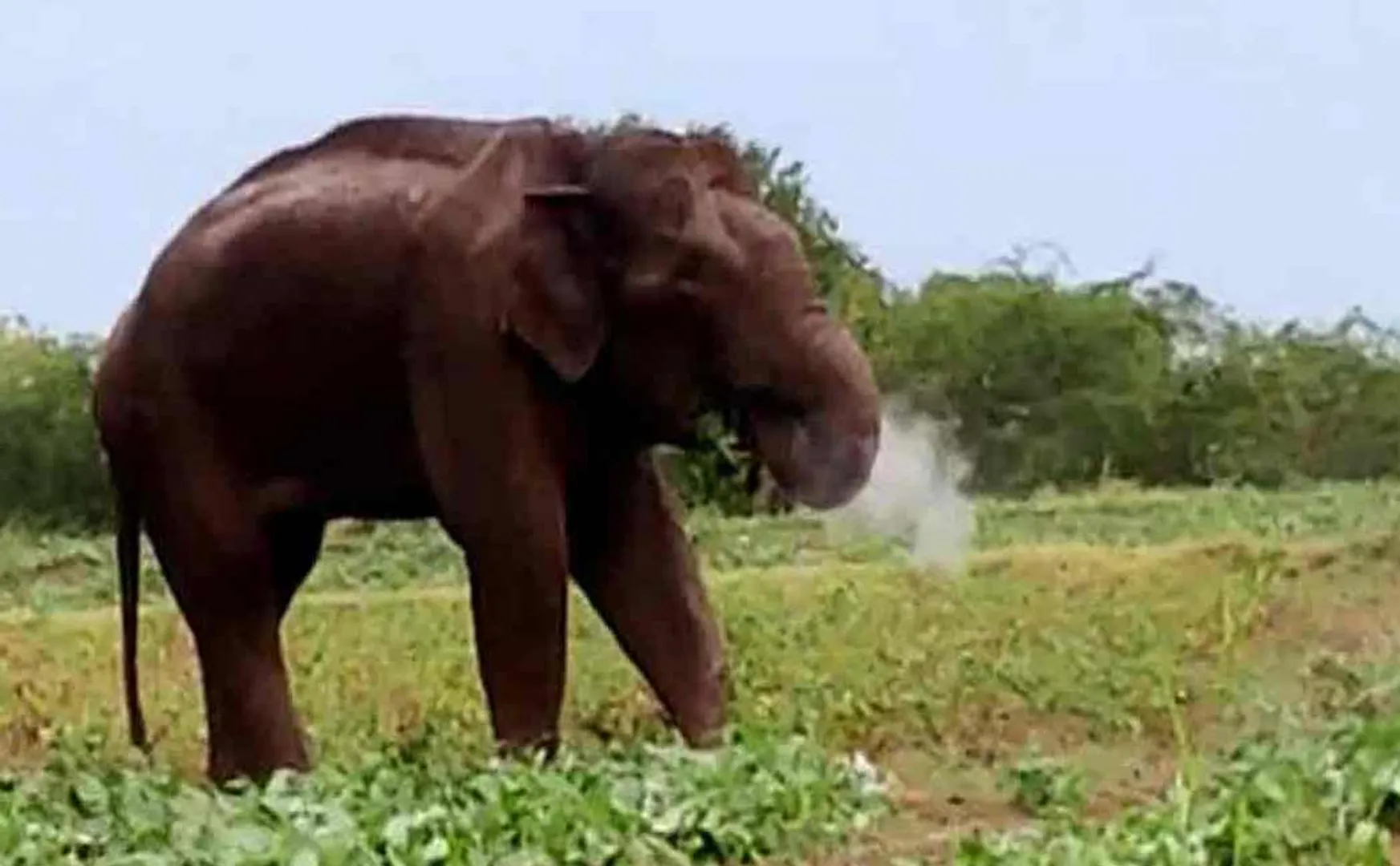 Kumki suppressed the threatened Magna villagers happy