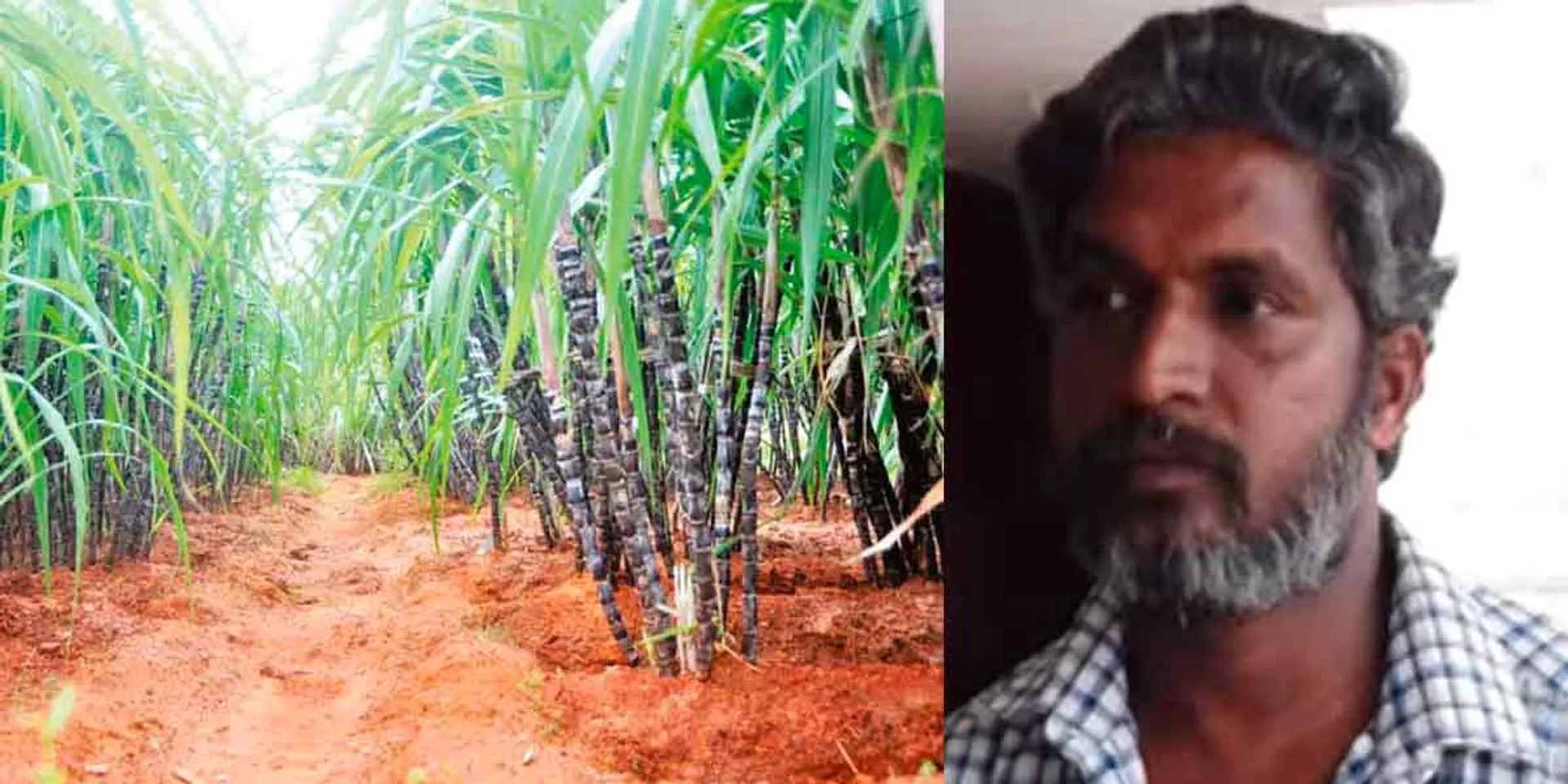 A twist in the police investigation of the farmer who hoarded a crore in the sugarcane plantation