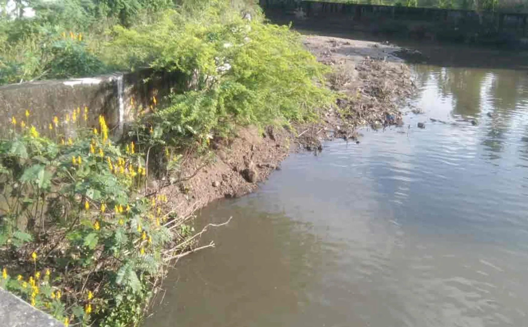 crocodiles strolling irrigation way farmers and public panic 