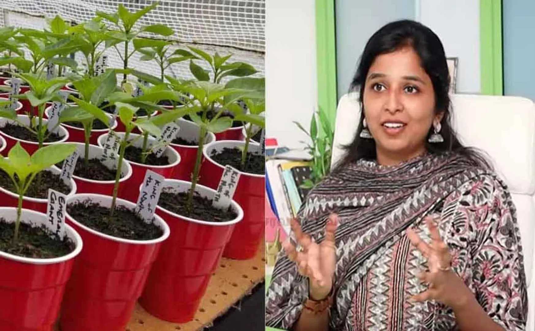 "What herbs can be grown at home" - explained by Dr. Sharmika