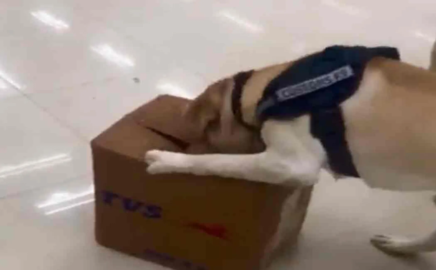 chennai international airport issue oreo dog viral 