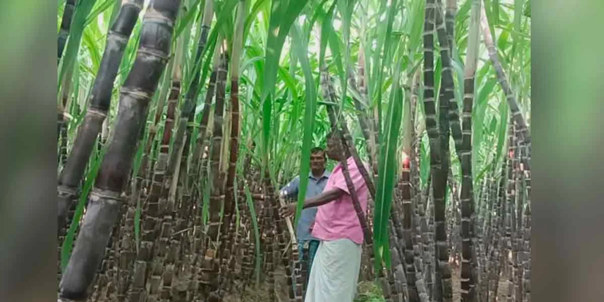  'If a pair is sold at Rs 60, we can take what we put in'- lamenting sugarcane farmers