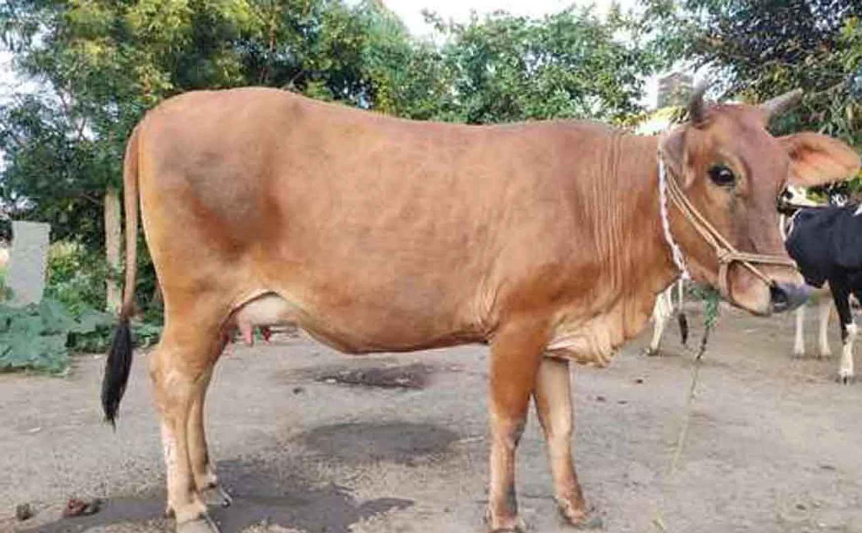 Village people celebrated temple cow 