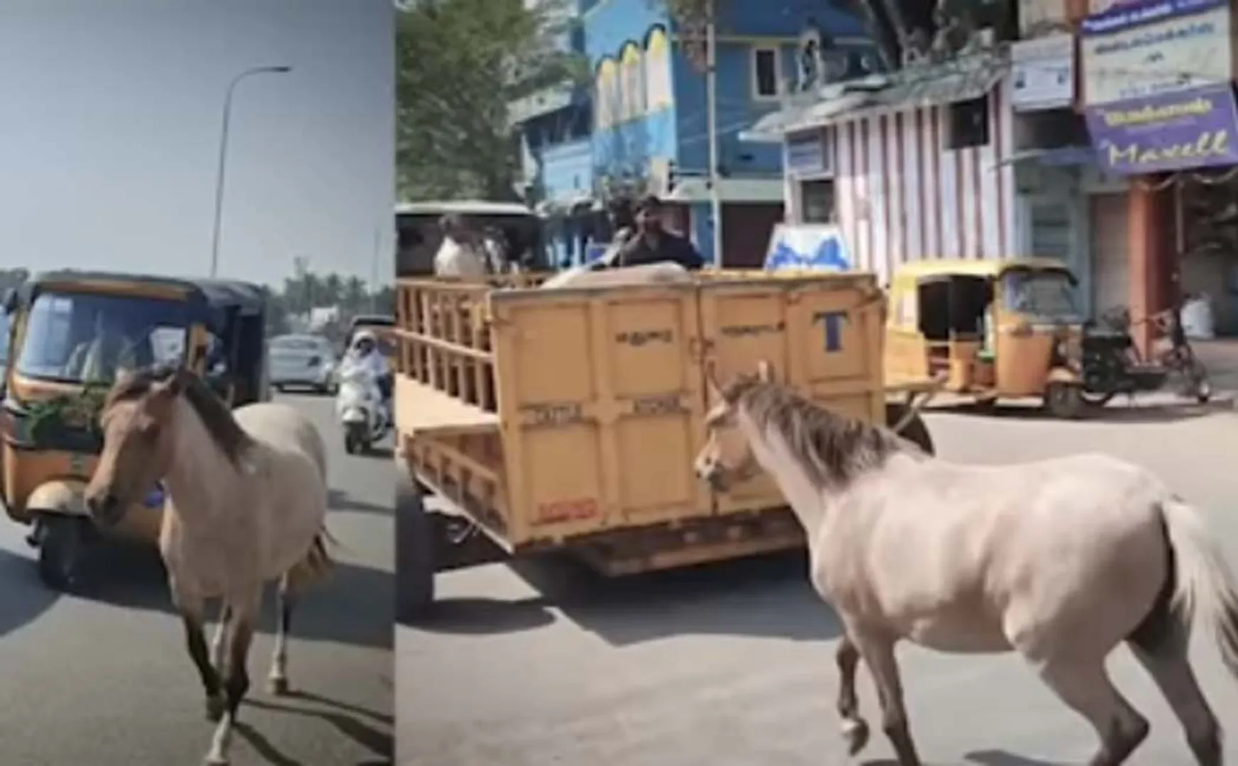 mother horse running behind vehicle carrying her foal has gone viralsocial media