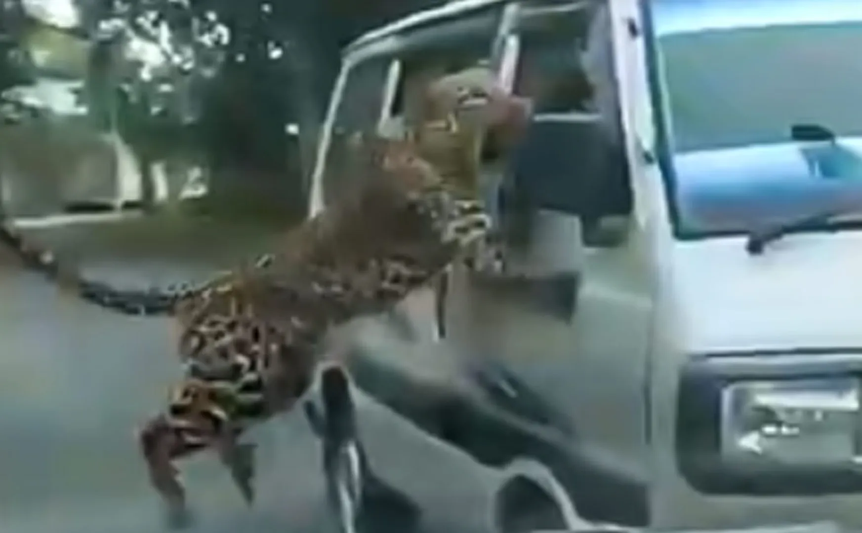 leopard entering  Assam town video goes viral on social media 