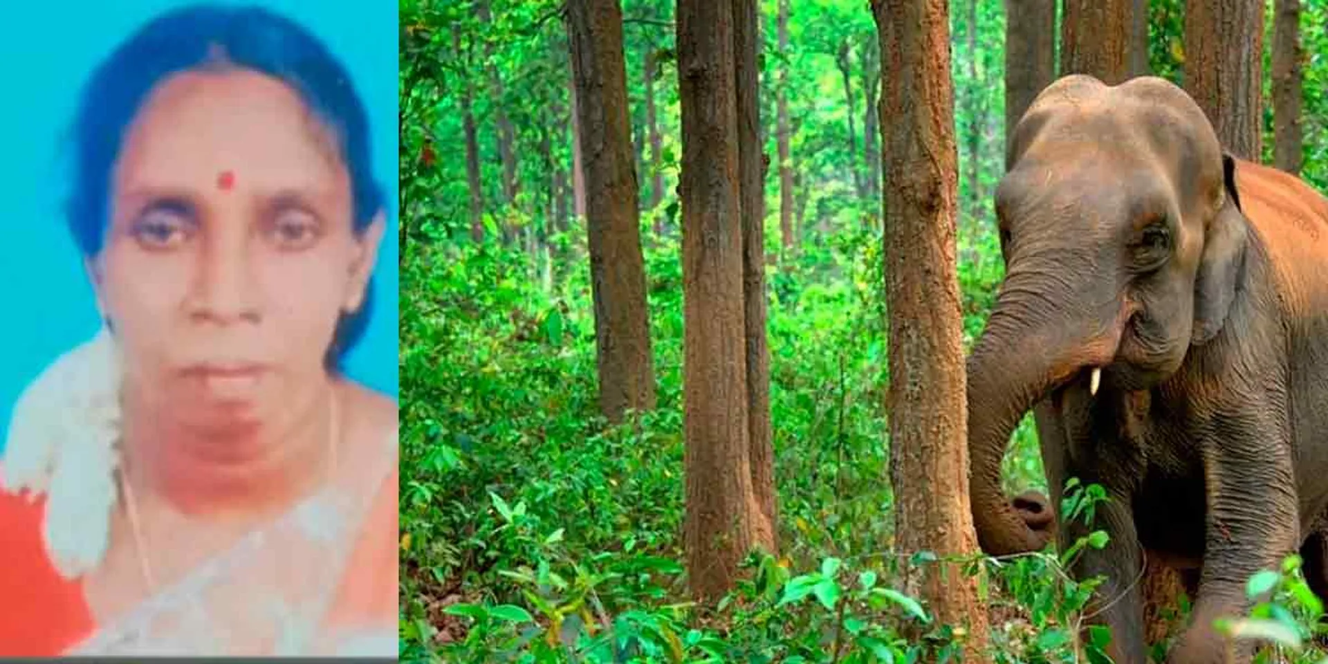  Female rubber plantation worker lost their live after being attacked by an elephant