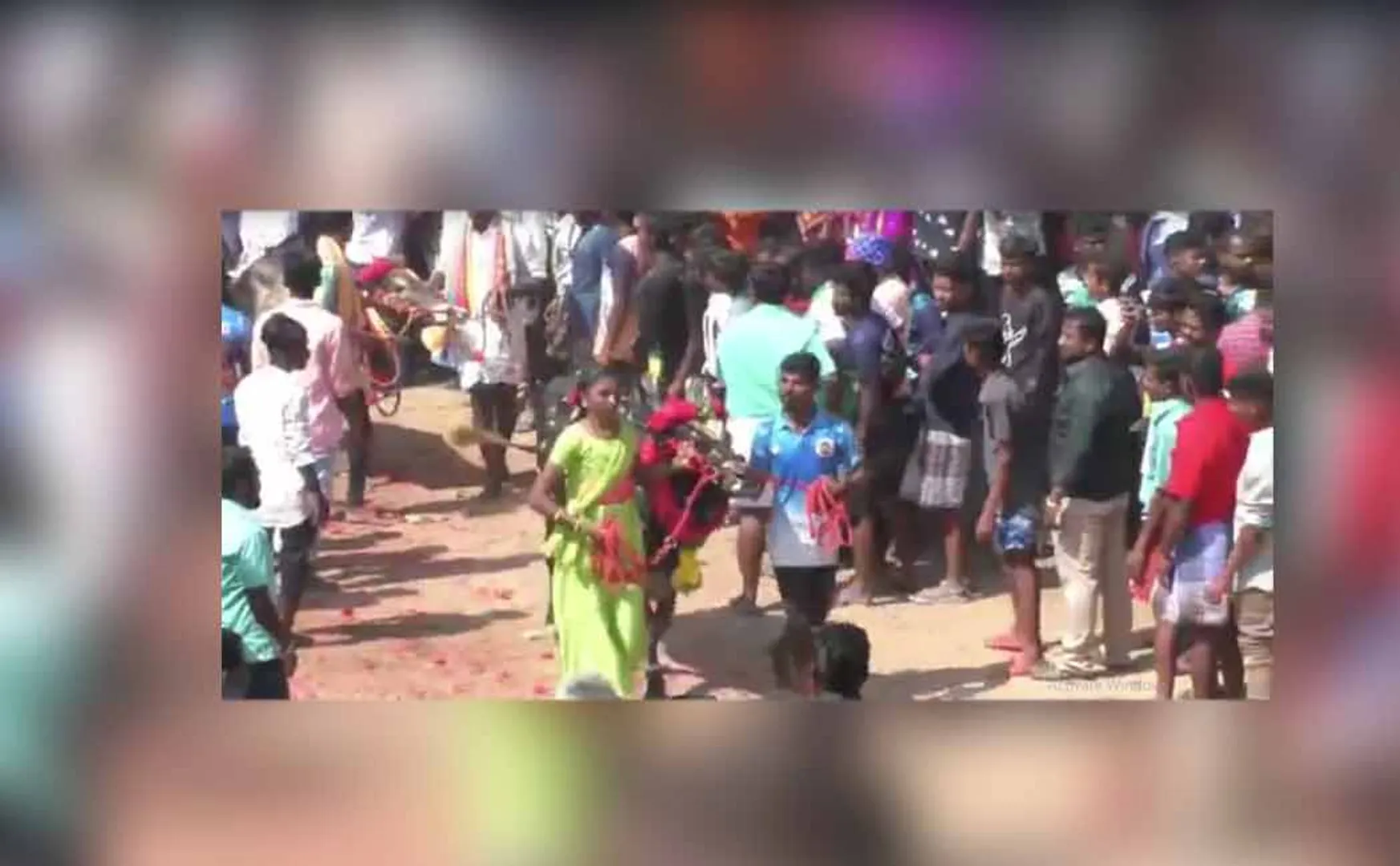 jallikattu oxen are very happy in new year celebration in trichy 
