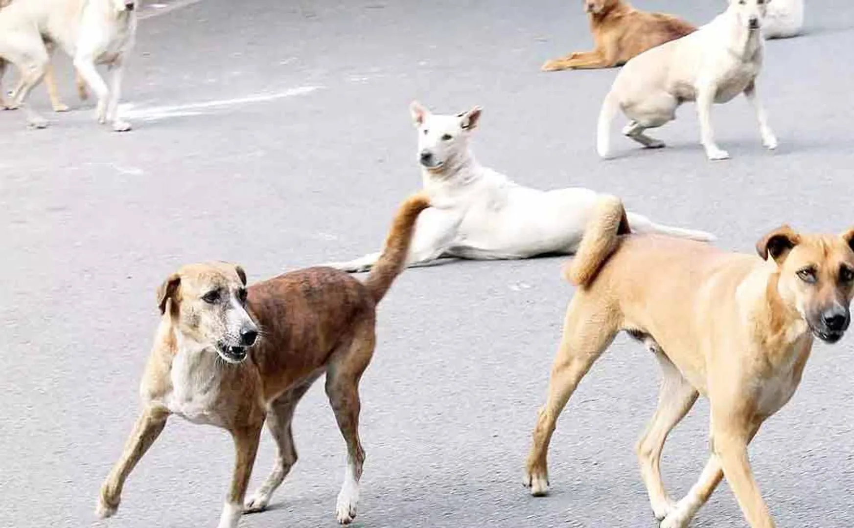 erode municipal corporation street dog issue 
