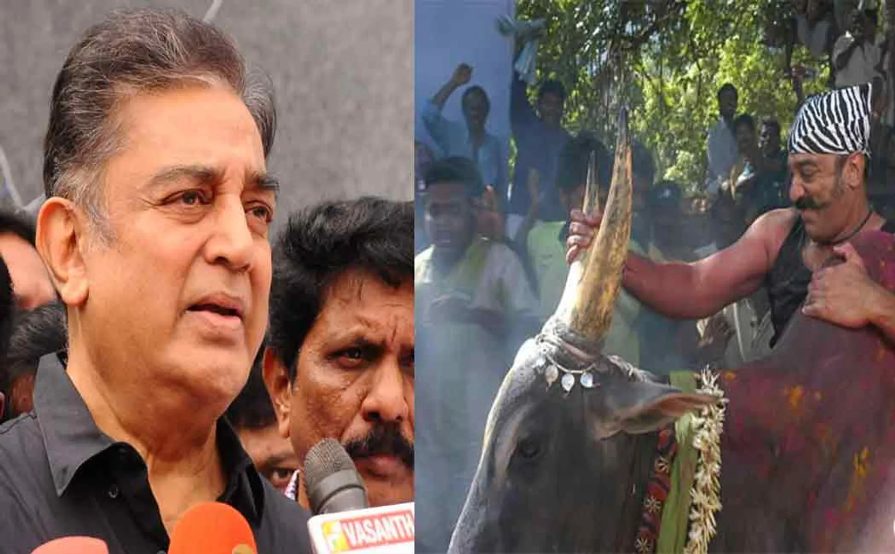 Kamal Haasan in a new plan to conduct Jallikattu in Chennai despite legal problems