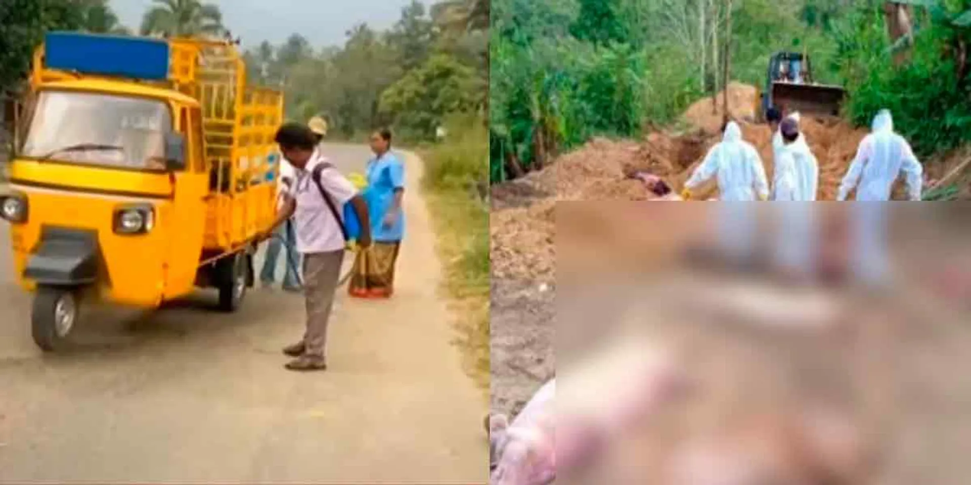  African swine fever in Kerala; Test intensity in Puliyarai