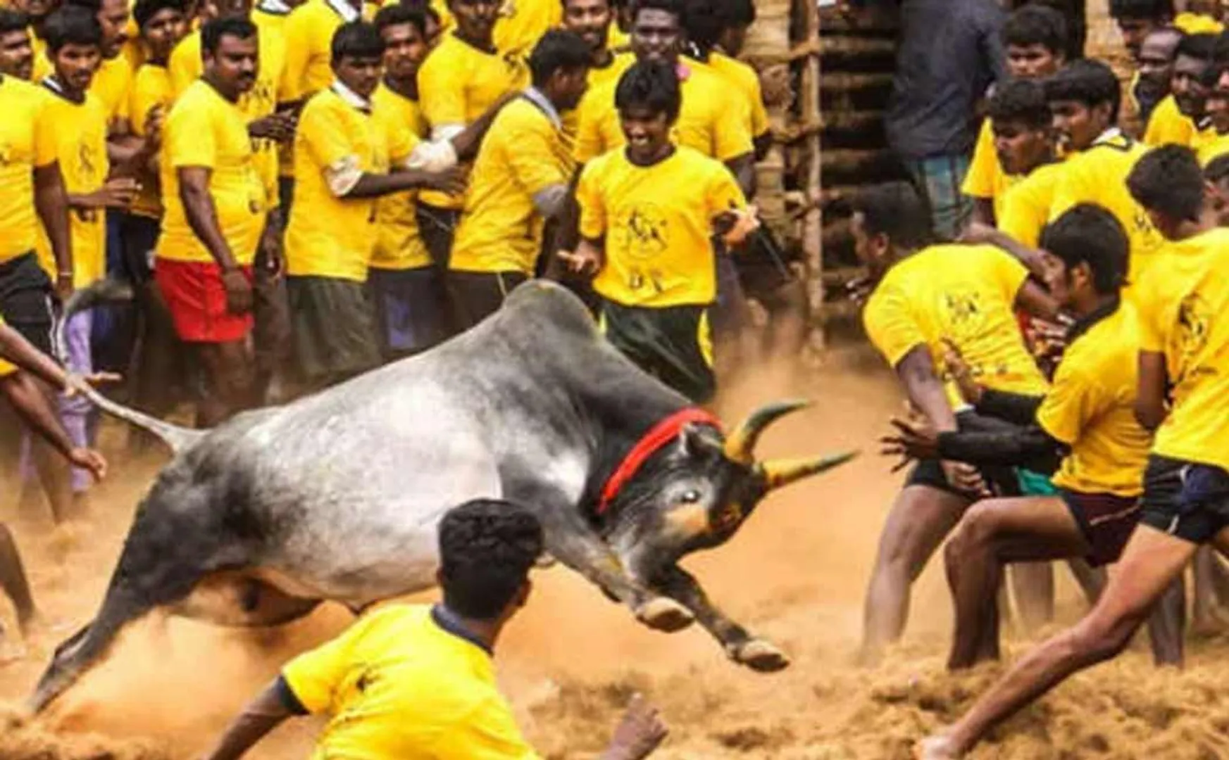 High Court Madurai Branch new order regarding Avaniyapuram jallikattu