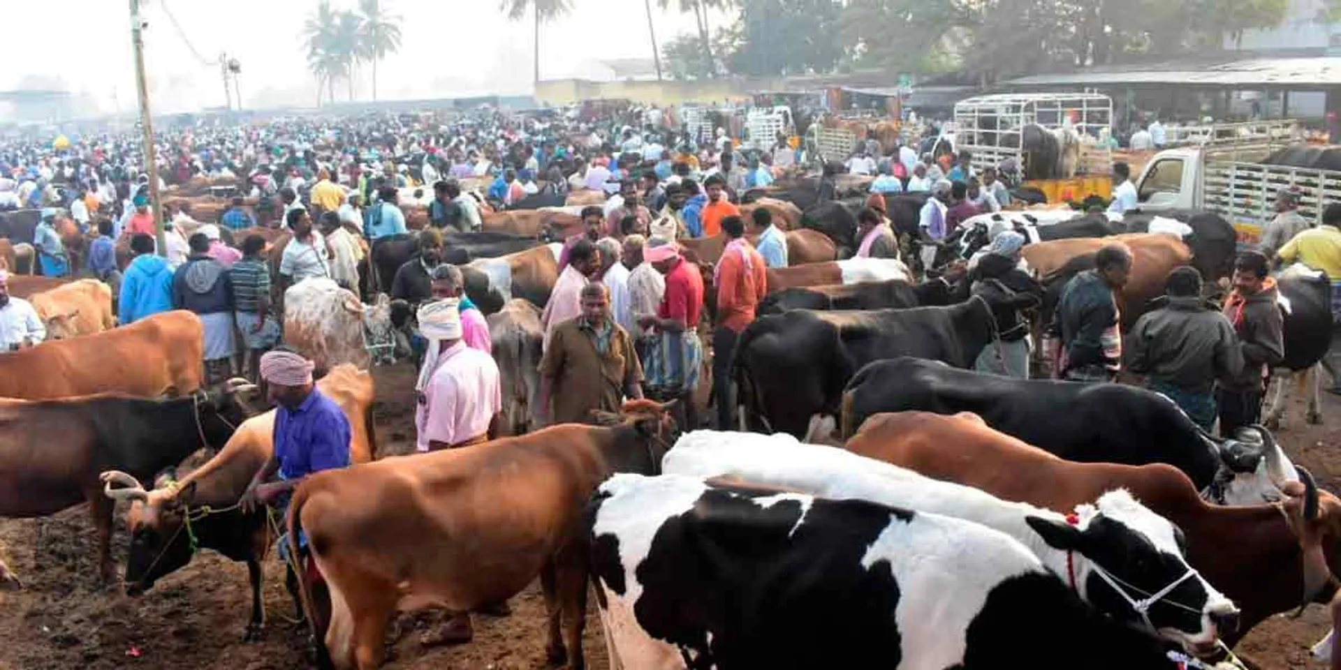  Pongal festival reverberates; ropes, bells, whips are sold briskly