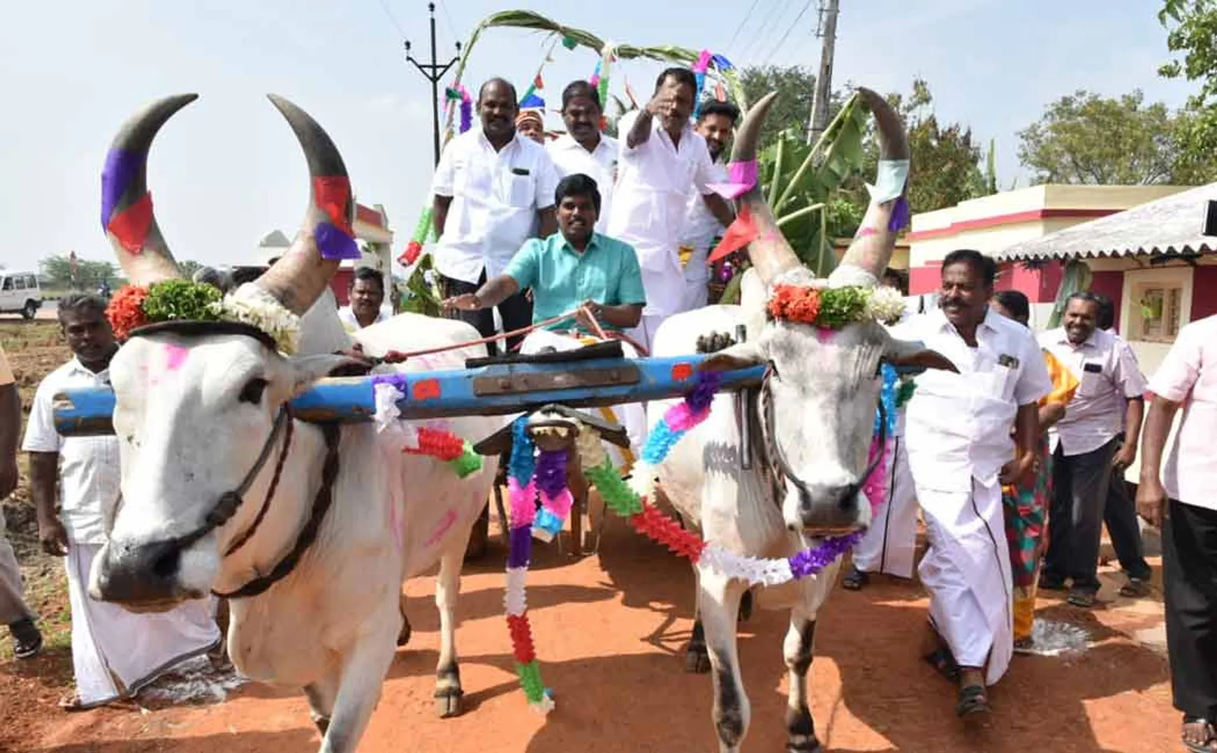 trichy collector celebrated in pongal celebration