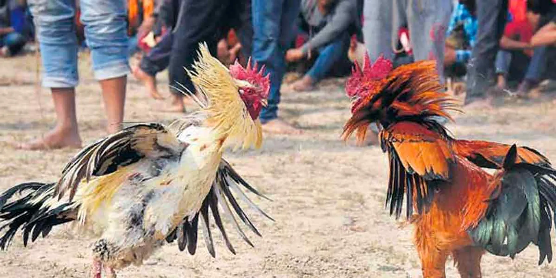  Cockfighting is allowed with conditions