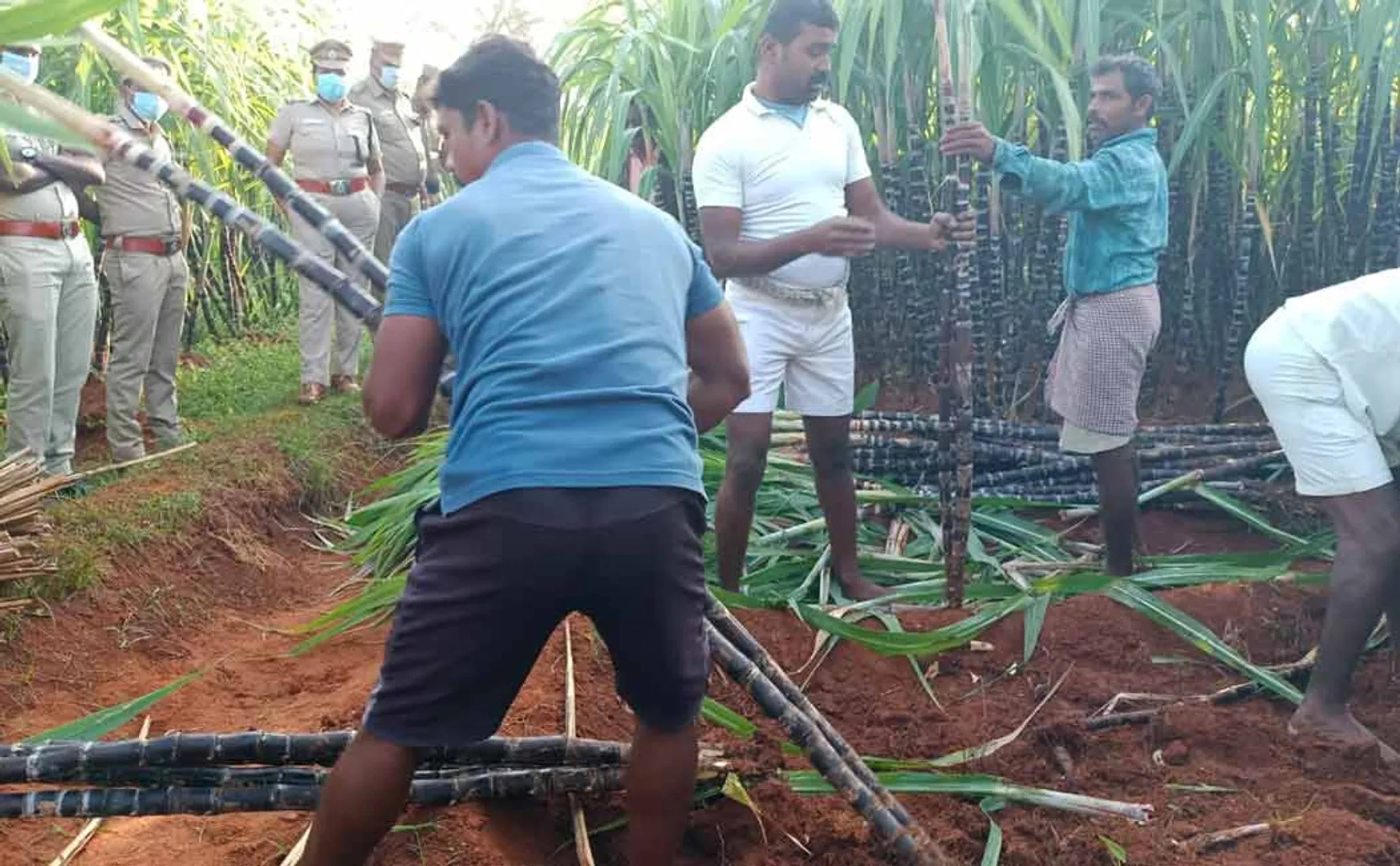 trichy prisoners cultivated sugarcane at central jail