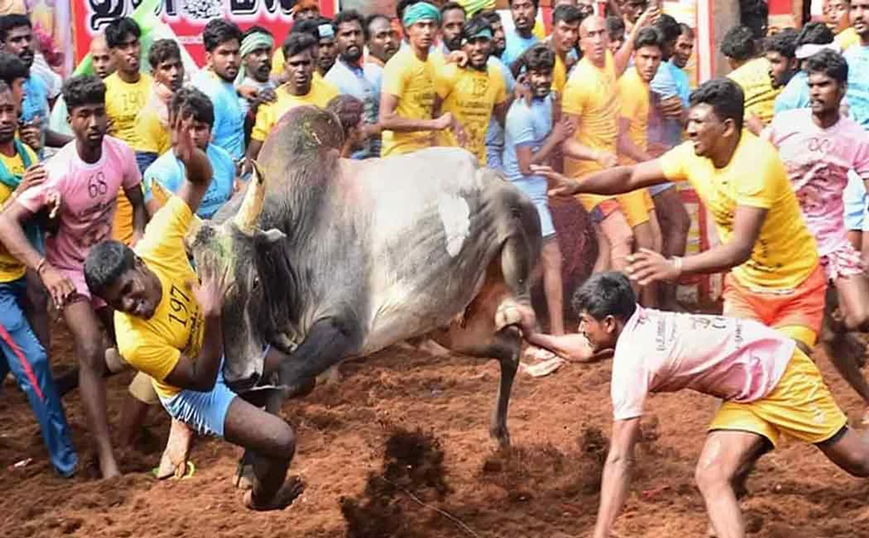 A jallikattu competition is going on in Avaniya Puram