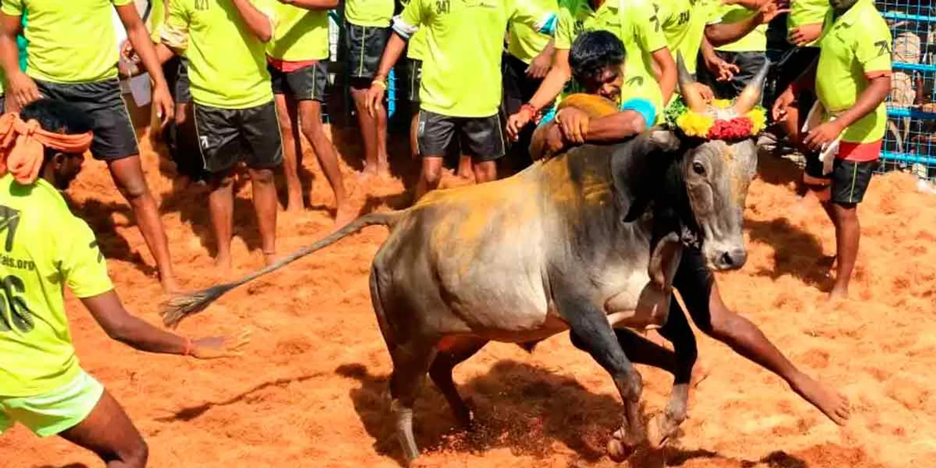  Koolamedu Jallikattu Jan. Postponed to the 28th!
