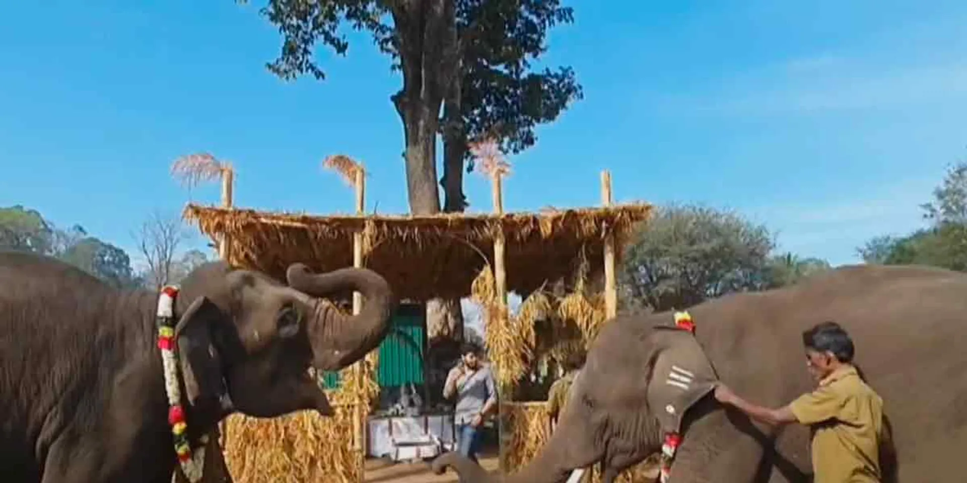 Pongal, the weeding elephant in kovai